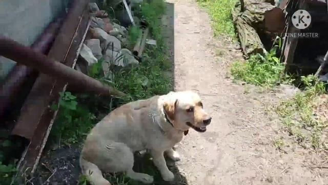 Халявный И Полезный  Корм для Свиней