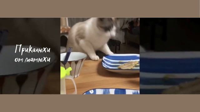 ПРИКОЛЫ С ЖИВОТНЫМИ / Смешные коты / Собаки / Смешные животные.