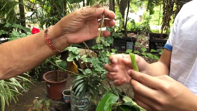 AMAZING GARDEN | GARDEN TOUR | GARDEN RAID | ANG GAGANDA NG MGA HALAMAN!