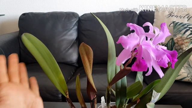 Cattleya lawrenceana  cymbidium Golden Elf.