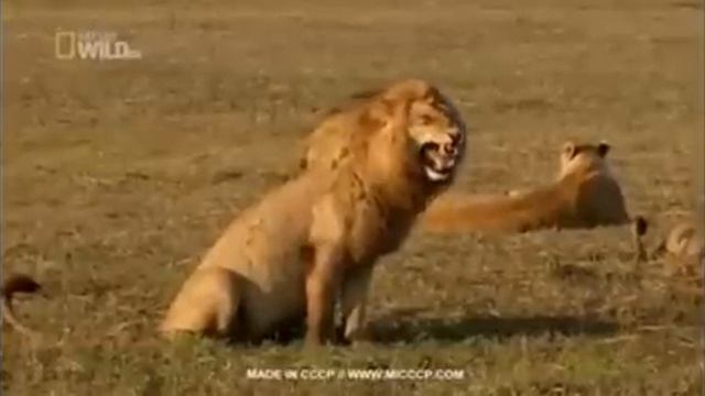 Бык УПАЛ с коровы во время *****.РЖАКА)
