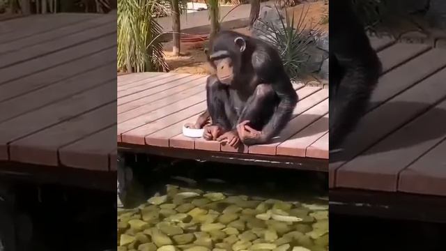 Ничего необычного, просто обезьяна кормит рыбок