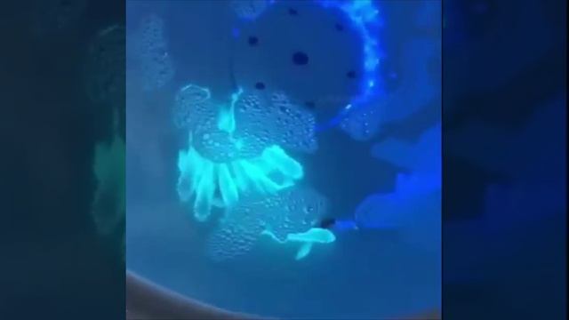 Карпы с геном медузы.