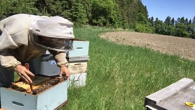 Quick and Exact Way to Split Hives