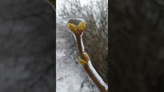 Зимний хрусталь _ Могилёв