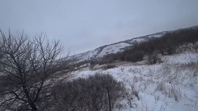 Охота на зайца с русскими гончими 2023г 4