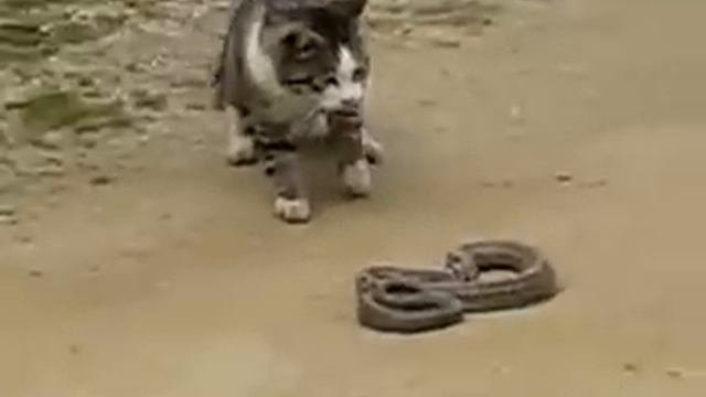 Кошак охотится на змею!