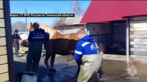 Сотрудники МЧС Тюменской области спасли домашних животных