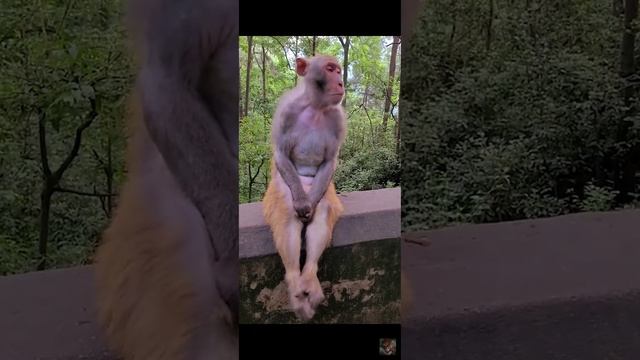 Обезьянка загрустила. Прикольные животные.