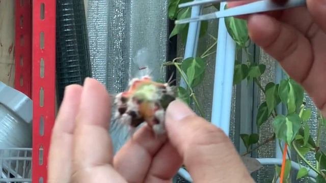 Gymnocalycium Propagate Tips, เคล็ดลับ‼️ ชำหน่อยิมโนให้รากออกเร็วและวิธีเลือกหน่อ | สวนอุ่นดิน