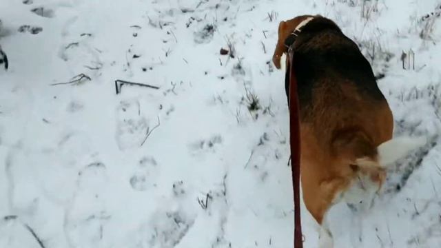 Снежная прогулка с биглем Бубусом и Руби!