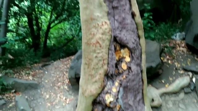 КРЫМ 2017 Воронцовский дворец В гостях у Гали