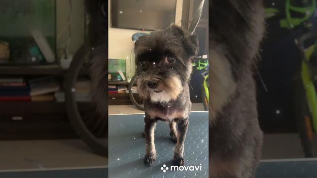 #груминг#собаки#кошки