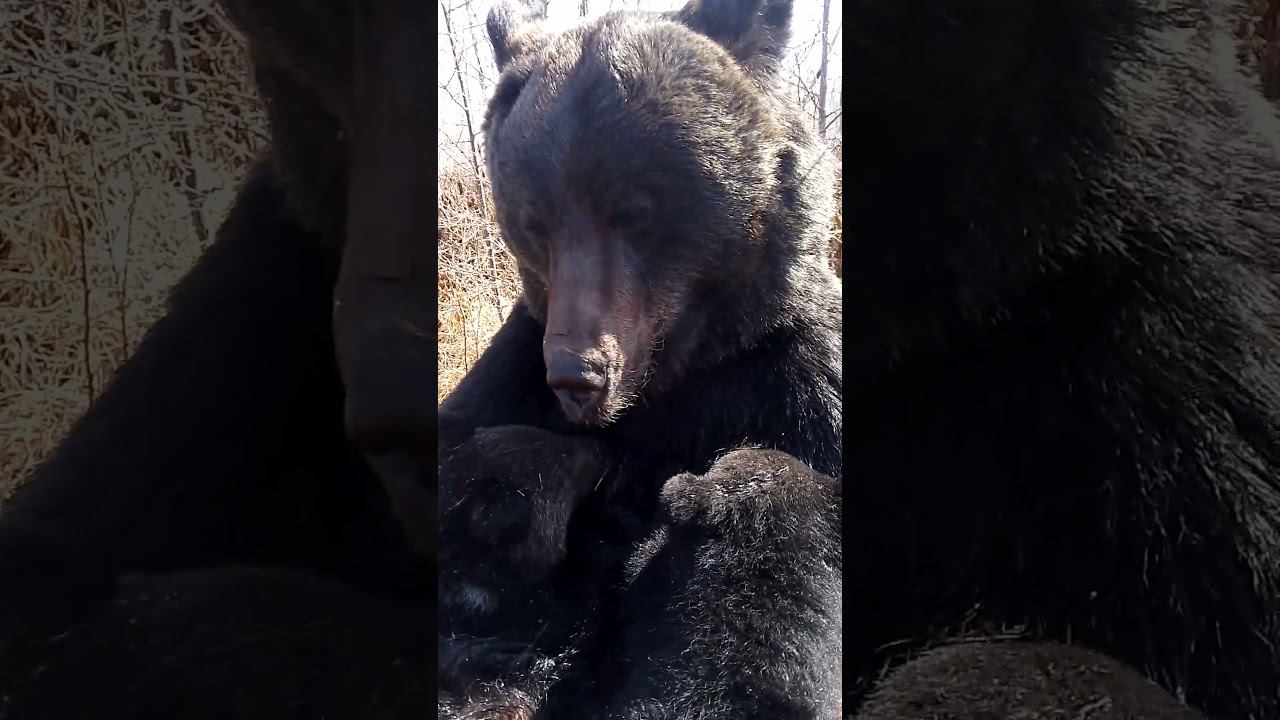 Песня медвежат и их мамы.