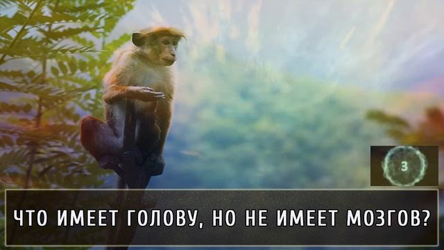 ЖЕЛЕЗНАЯ ЛОГИКА. решать задачи