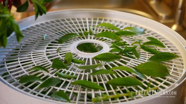 Grow, Harvest, and Process Your Own Stevia - The Best Natural Sweetener