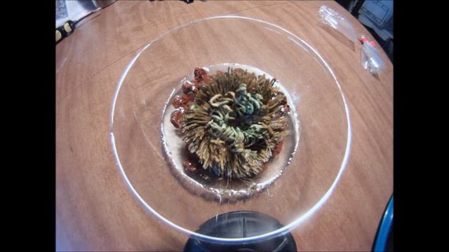 The Amazing Dinosaur Plant!!!