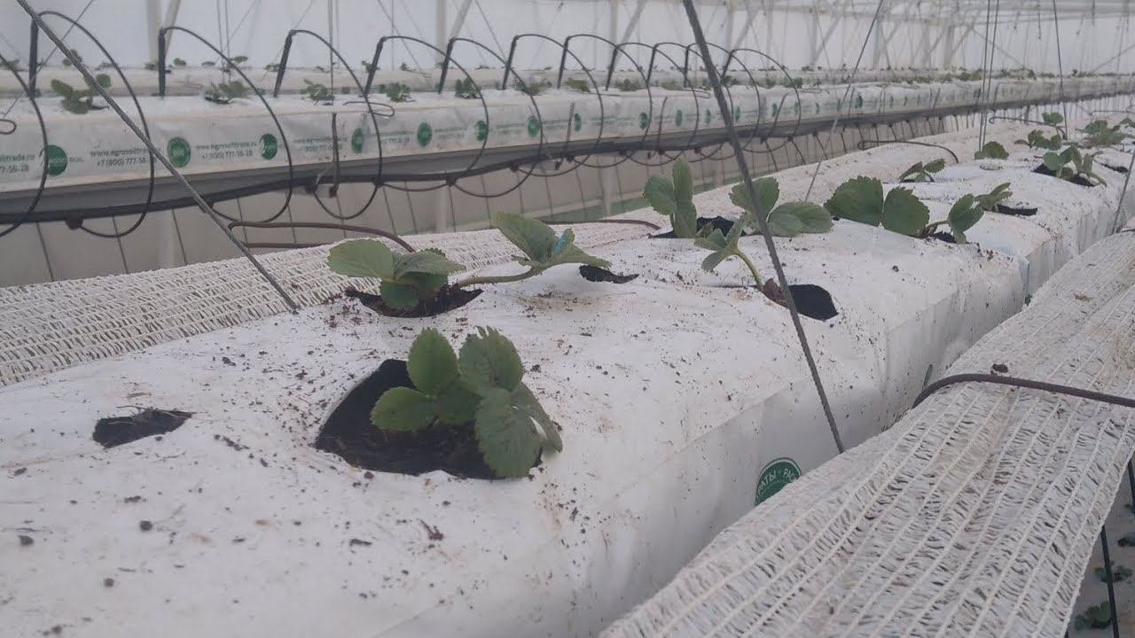 1 марта в Московской области уже растёт клубника!