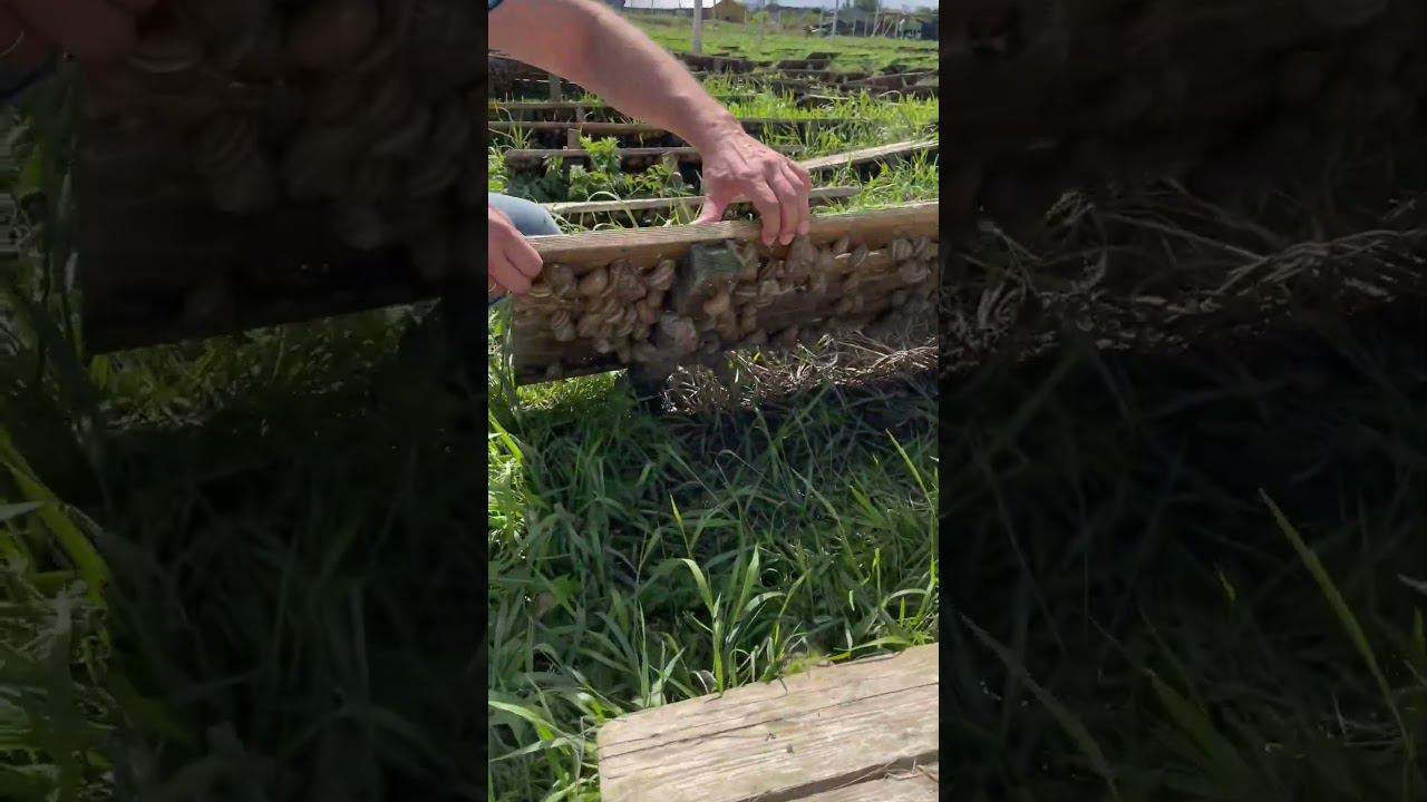 Полное видео смотрите на канале #экодеревушка #животные #улитка #улиточнаяферма