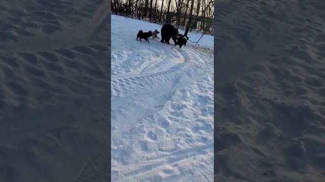 Потомок Сули, Бай.