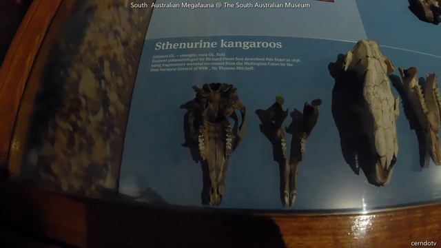 South  Australian Megafauna @ The South Australian Museum