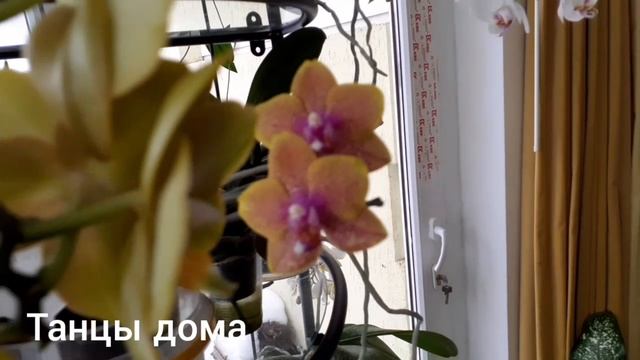 Орхидеи. Цветение в феврале 2024 года