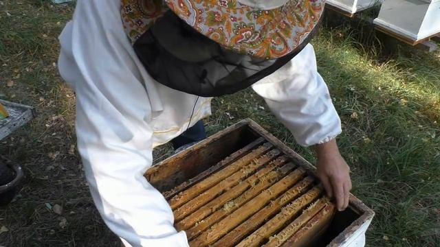 В СЕНТЯБРЕ- ОКТЯБРЕ  РАСПЛОД НЕ НУЖЕН.