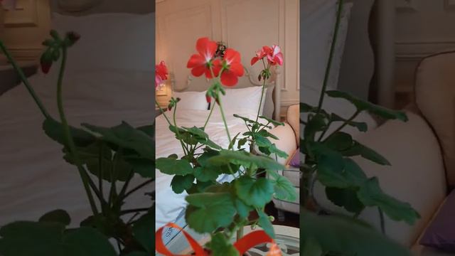 181.  키우기쉬운 제라늄 소개합니다 Introducing Geraniums, Which Are Easy To Grow.