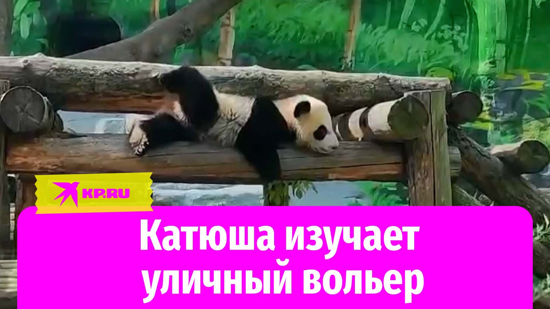 Панда Катюша изучает уличный вольер московского зоопарка