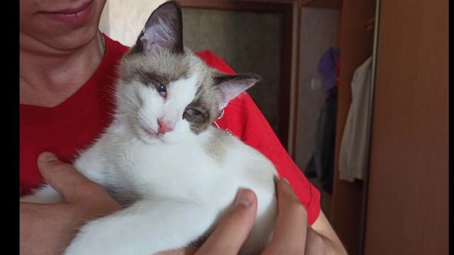 Брошки из кошки)