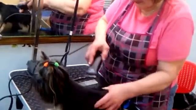 Йорк стрижка Воронеж 89518616237 ,грумер Сильвия