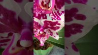 Phal. Rembrandt 🌸 Голландская пятнистая орхидея фаленопсис