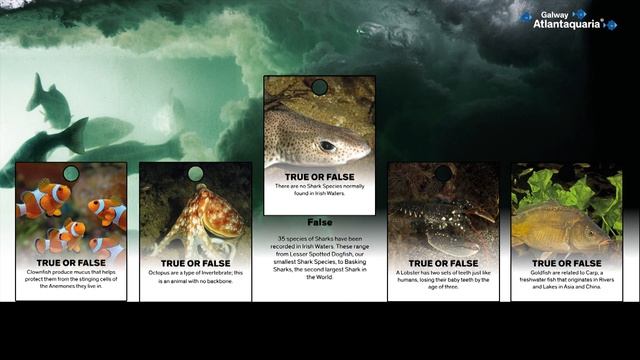 TRUE OR FALSE GAME have a go!