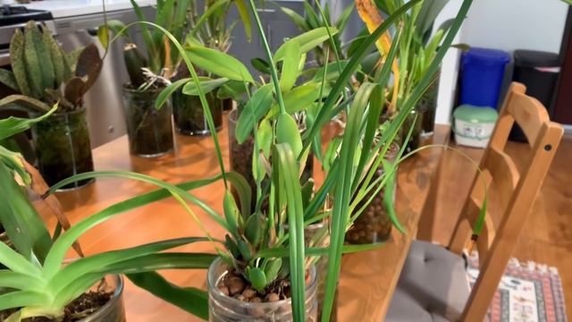 February 2020 Orchid Collection Update: Semi-Hydroponics