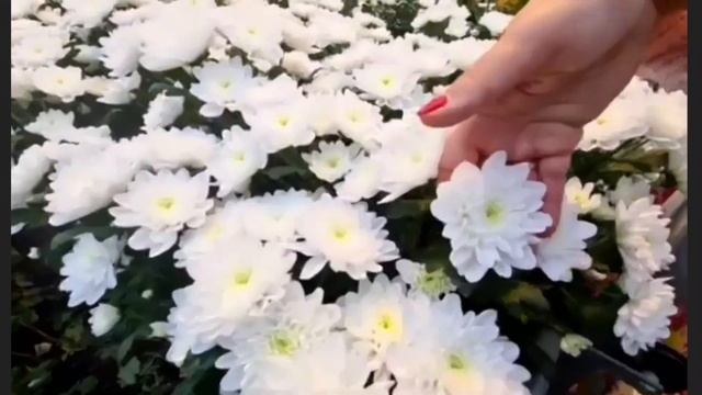 Новые сорта хризантем от Dekker Chrisanten Голландия
