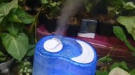 providing optimum humidity to your syngoniums in the winters