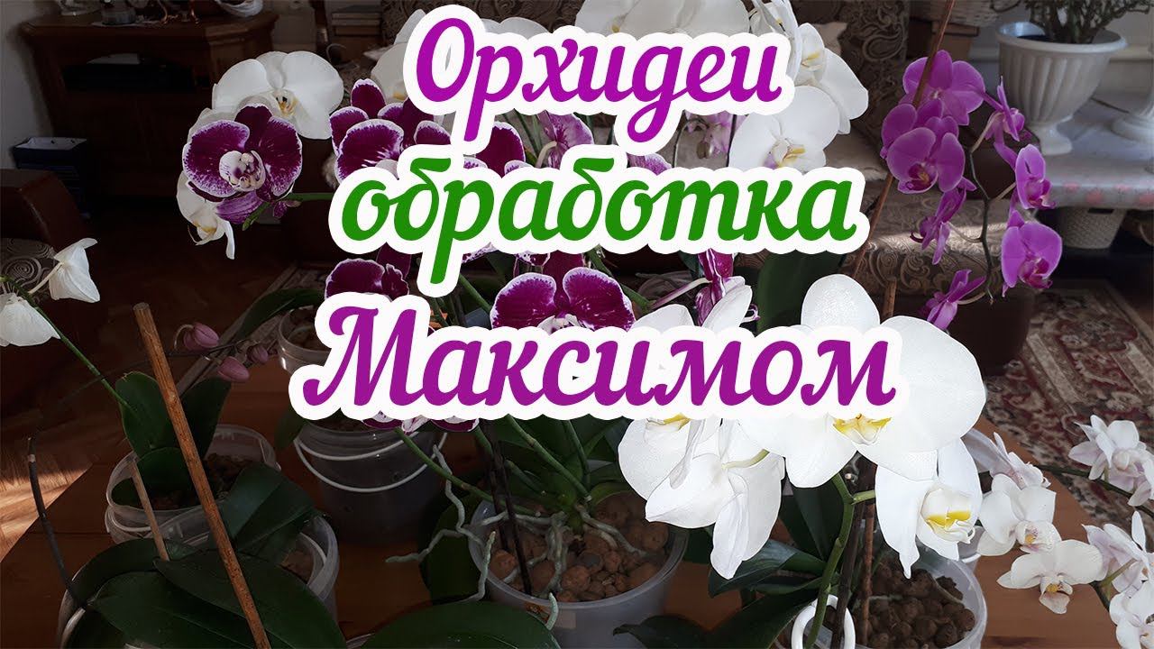 ОРХИДЕЯ в новом грунте уже год. Годовалая детка цветет. Обработка Максимом