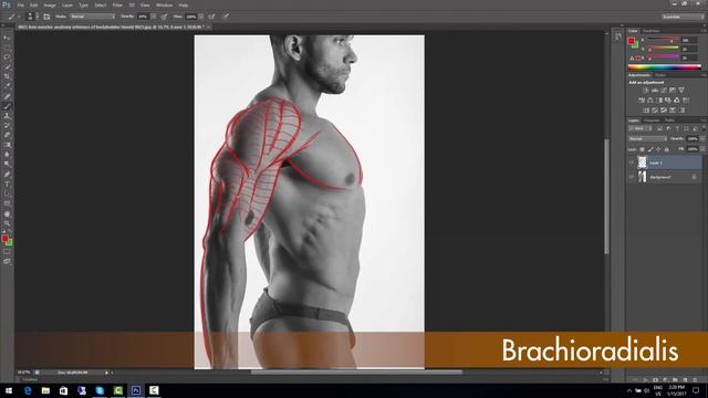 Anatomy Draw Over Exercise