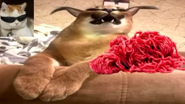 кот смотрит рекламу пельменей от Шлёпы! (реакция кота на рекламу пельменей)