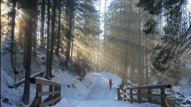 Музыка для сна.  Леc и музыка.  Расслабление.  Forest Music.  Music For Sleep.  Relaxing Sleep Musi