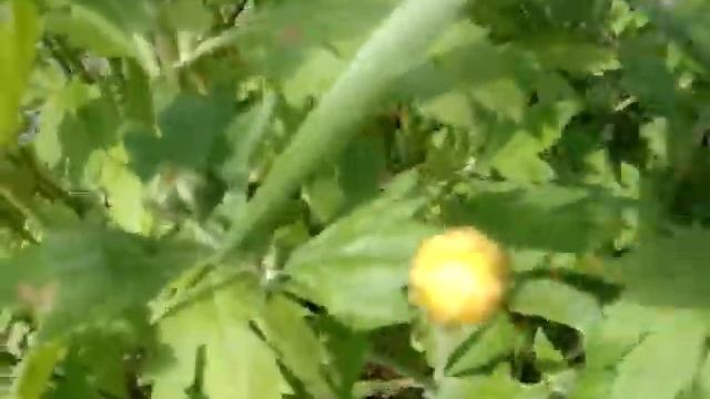 Картопля, лілії, дзвоники, троянди, хризантеми, ромашки, дельфіній в моєму саду. 23.06.2014