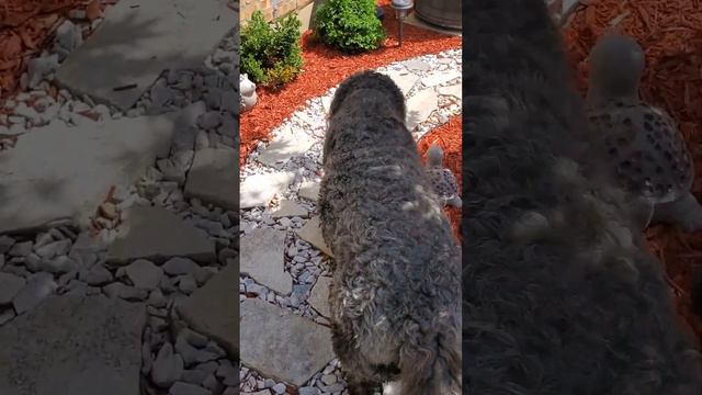 Planting Supertunia Vista Bubblegum - Proven Winners. Houdini dog helping #supertunia #dogvideos