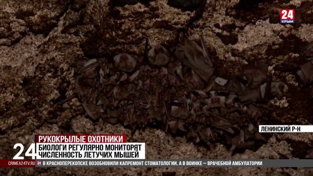 В Крым с мест зимовки вернулись летучие мыши