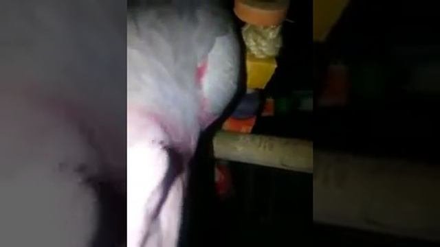 Попугай мурлыкает