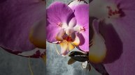 Phal. MP-25 от садовника SonYa 🌸 Шикарная азиатская крупноцветковая орхидея бабочка 🦋