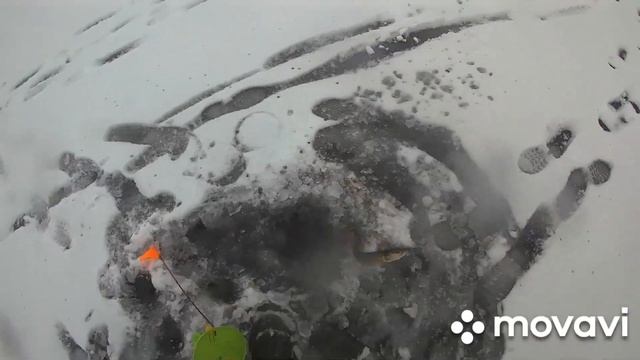Рыбалка в Донецкой областиПетровский ставок.Тут много щуки они не дают покоя.