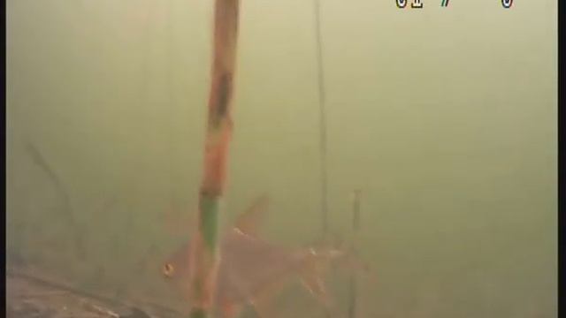 подводная камера