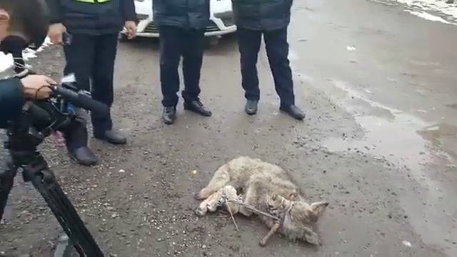сотрудники полиции поймали волка и привезла:)