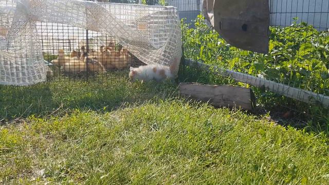 Котята и утята #котята #деревня #гусята #мяу