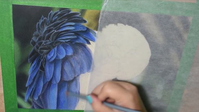4 Tips for Beginner Coloured Pencil Artists
